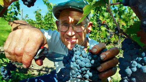 Seit Tausenden von Jahren läuft das Keltern im Weinland Georgien anders ab als in den Anbaugebieten Europas.