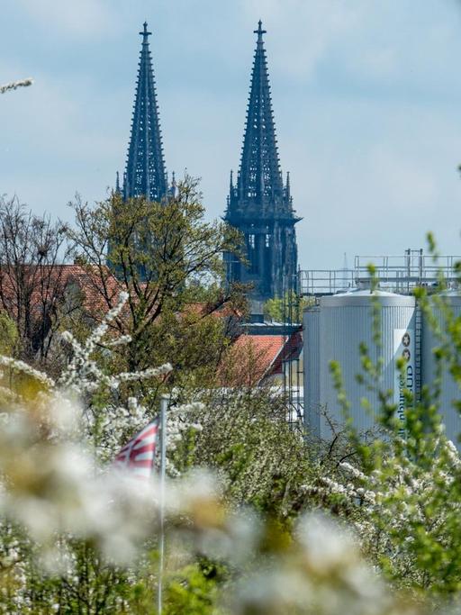 Bäume blühen am 18.04.2016 vor den Türmen des Doms St. Peter in Regensburg