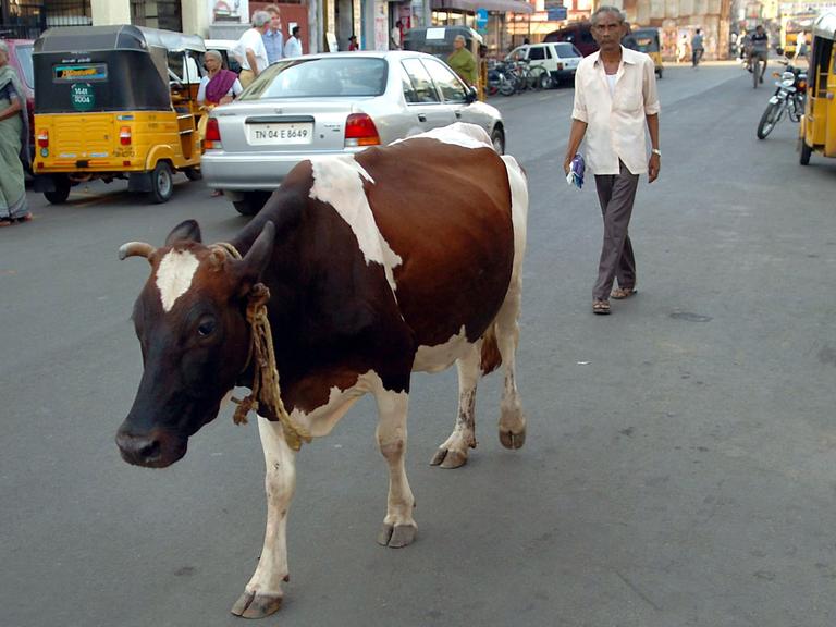Eine Kuh geht am 21.07.2004 über eine Straße in Chennai, dem früheren Madras, Indien.
