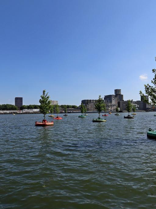 Bäume schwimmen jetzt schon im Hafen von Rotterdam.