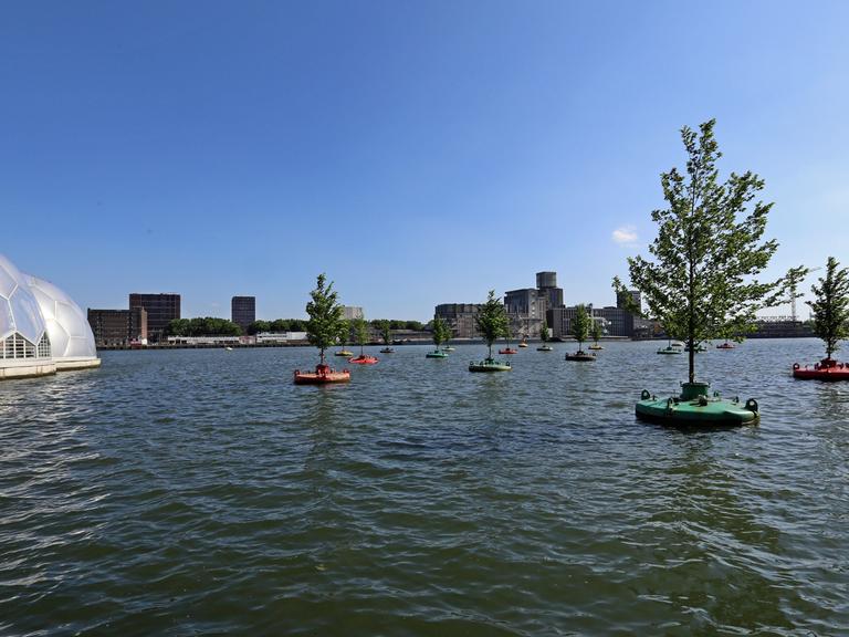 Bäume schwimmen jetzt schon im Hafen von Rotterdam.