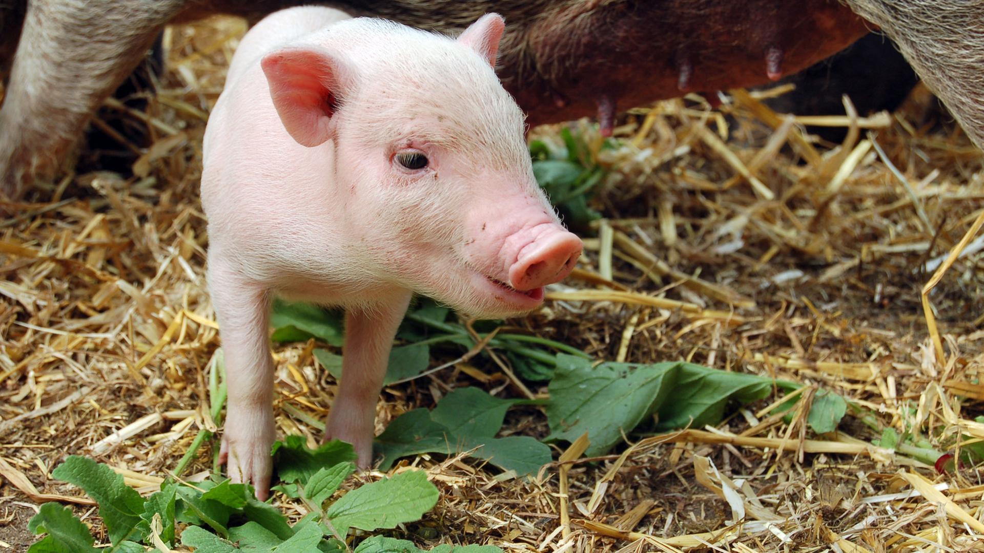 Das Bild zeigt ein Minischwein-Ferkel, aufgenommen am 18.05.2015 in Berlin. Schweine gelten als schlaue Tiere. Man kann sie dressieren und ihnen Tricks beibringen.