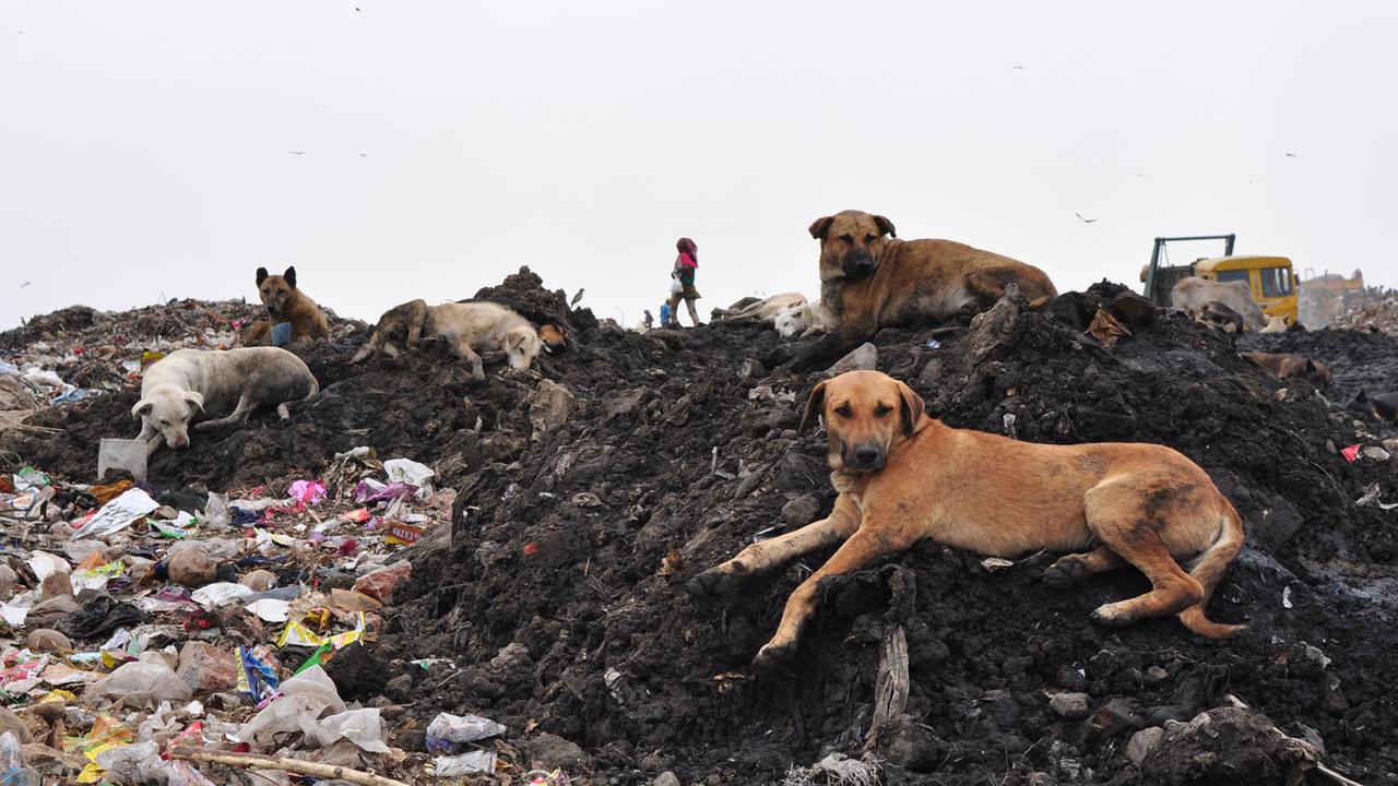 Auch zahlreiche Hunde sind auf dem Müllberg vor Delhi.