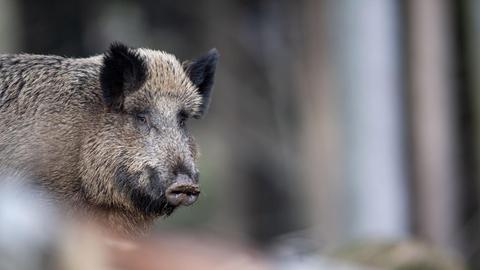Ein Wildschwein steht auf einem Plateau im Wald und beobachtet die Umgebung.