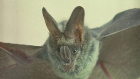 Wie nehmen Fledermäuse wie der falsche Vampir Megaderma lyra die Welt wahr?