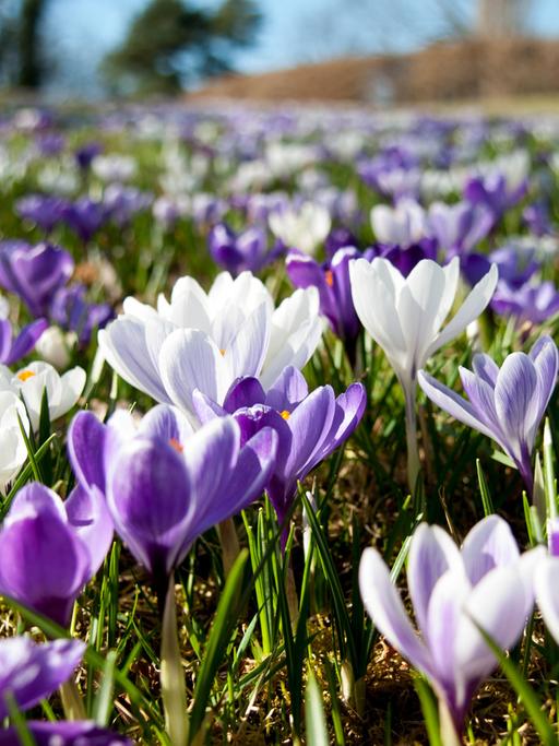 Eine Wiese mit Krokus-Blüten