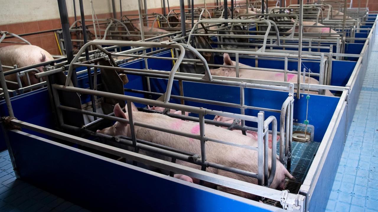 Sauen auf dem Hof eines Ferkelerzeugers und Schweinemastbetriebs in Bayern