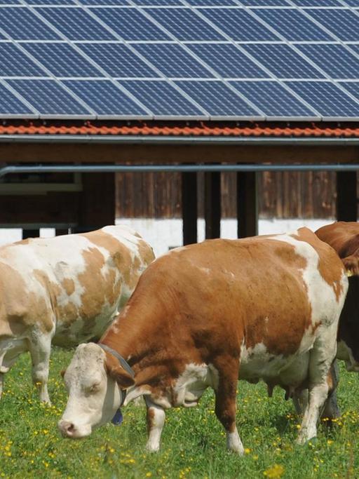 Kühe stehen am Mittwoch (08.08.2012) auf einer Weide bei Penzberg (Oberbayern) vor einem Stall mit einer Photovoltaik-Anlage auf dem Dach.