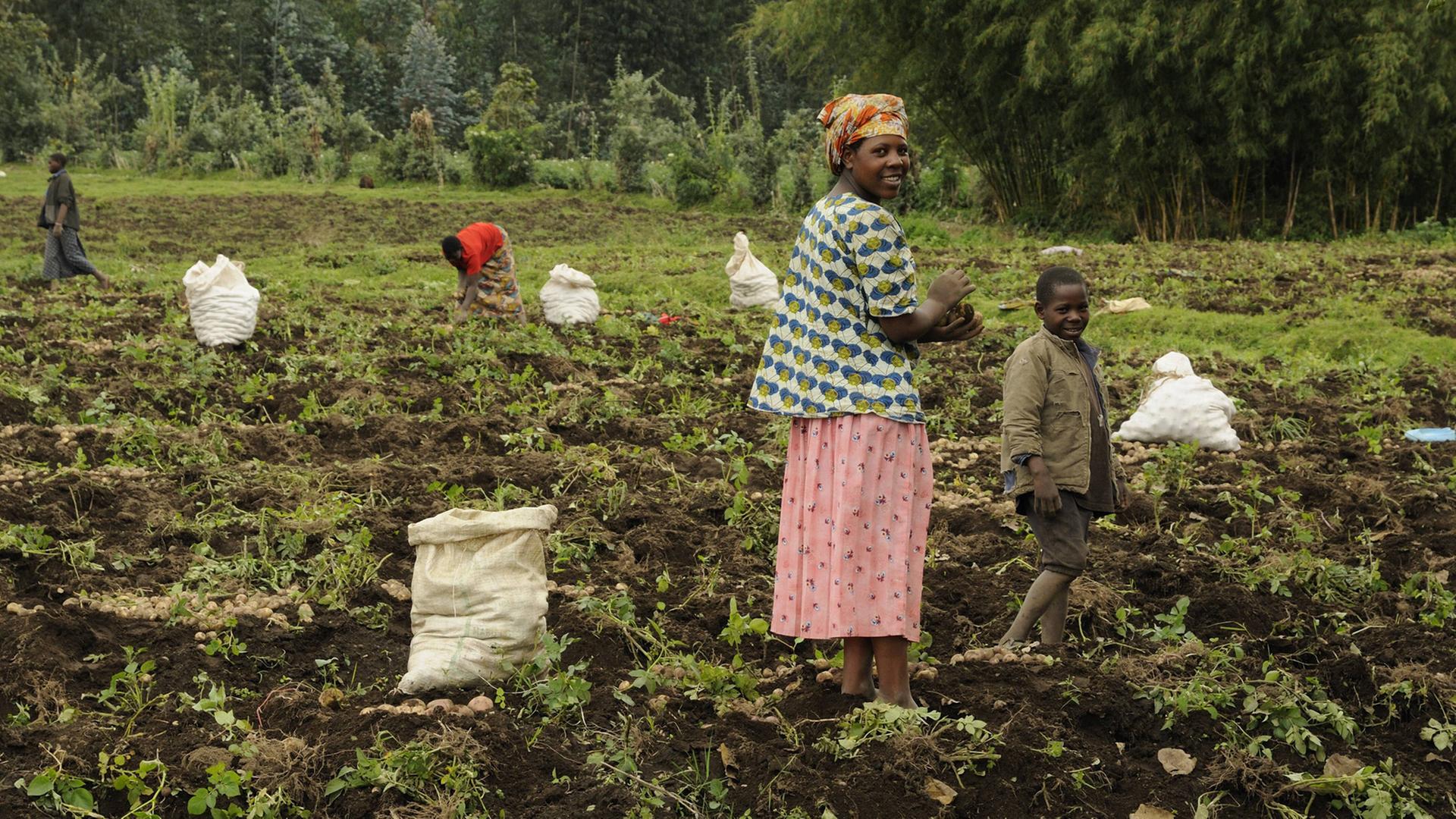 Bäuerinnen bei der Feldarbeit am Fuße des Vulkans Gahinga nahe der Ortschaft Kinigi in Ruanda