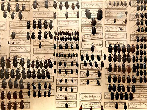 Präparierte Käfer in der Ausstellung "Darwin - Kunst und die Suche nach den Ursprüngen", fotografiert in der Kunsthalle Schirn in Frankfurt am Main.