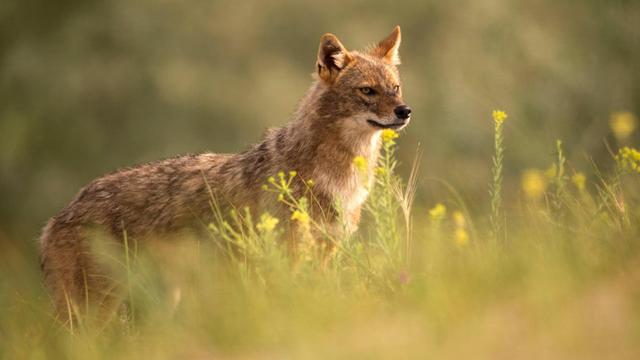 Ein Gold-Schakal steht auf einer Wiese. Das Tier sieht aus wie eine Mischung aus Fuchs und Wolf.