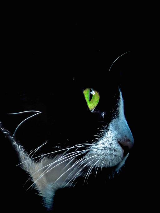 Alltagswahnsinn von Vater, Mutter, Kind und Kater. Alltagswahnsinn von Vater, Mutter, Kind und Kater.