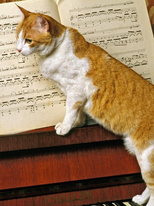 Eine orange Katze auf einem Klavier.