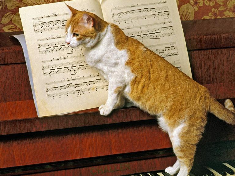 Eine orange Katze auf einem Klavier.
