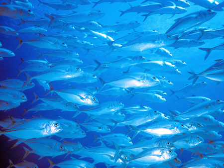 Ein Schwarm Stachelmakrelen schwimmt durch das Great Barrier Reef Ein Schwarm Stachelmakrelen schwimmt durch das Great Barrier Reef