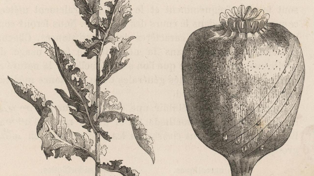 Historische Illustration einer Opium Pflanze (Papaver somniferum).