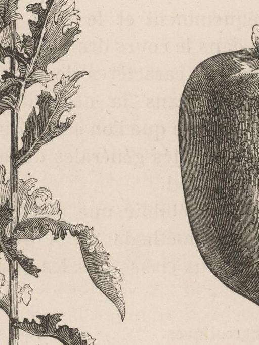 Historische Illustration einer Opium Pflanze (Papaver somniferum).