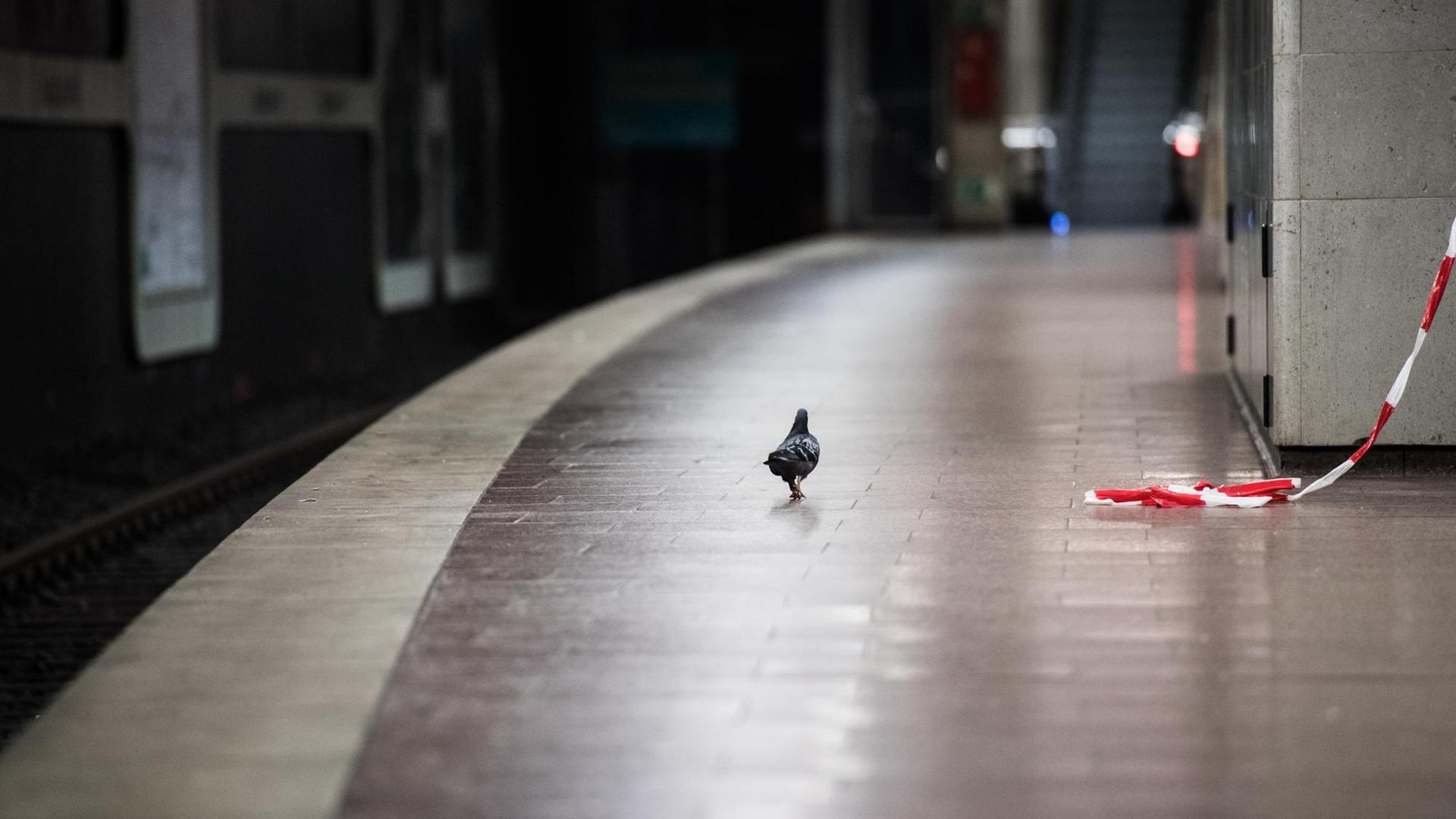 Eine Taube läuft auf einem leeren Bahn-Steig von der U-Bahn