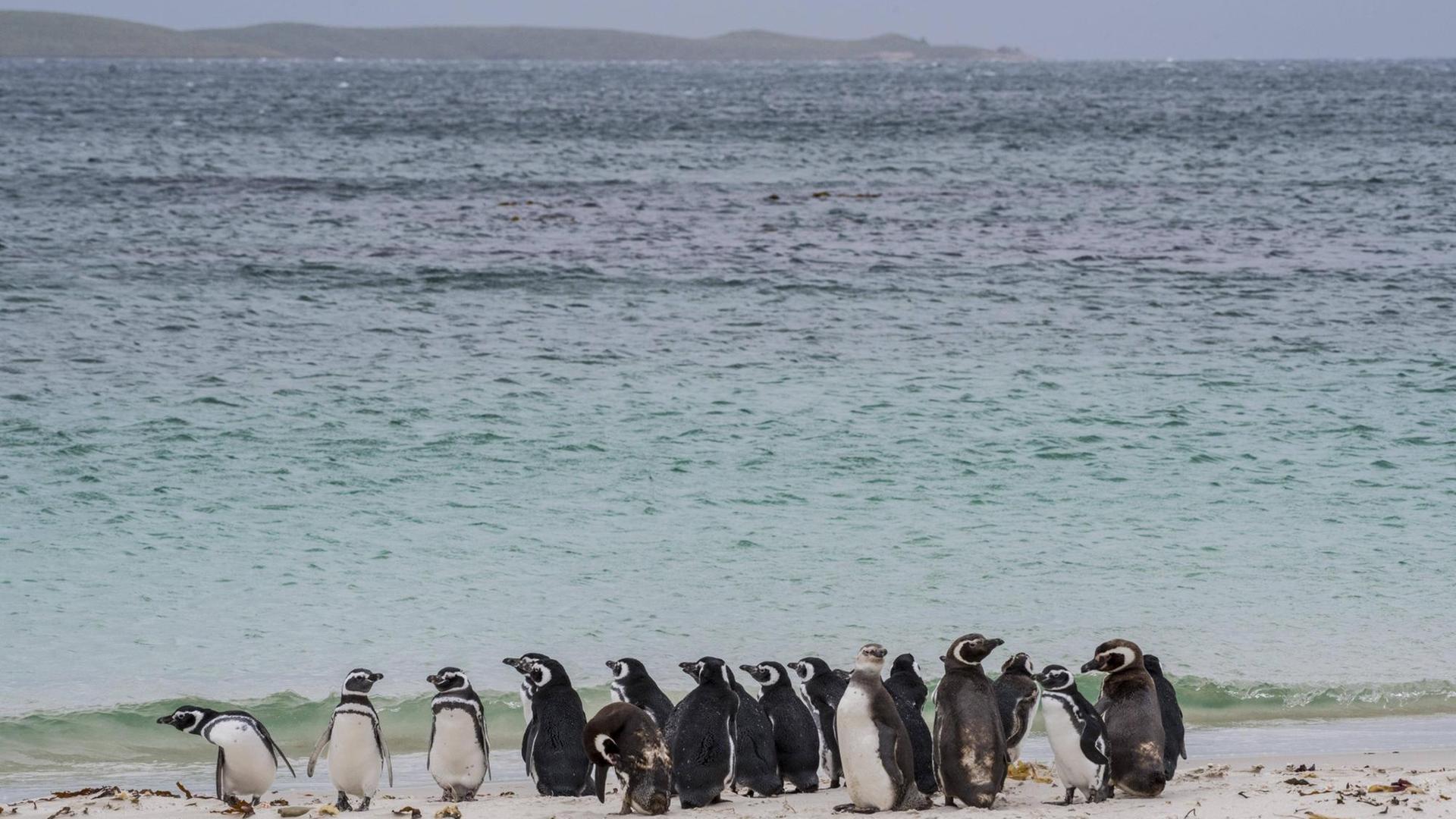 Eine Gruppe von Magellan-Pinguinen an einem Strand auf den Falkland Inseln.