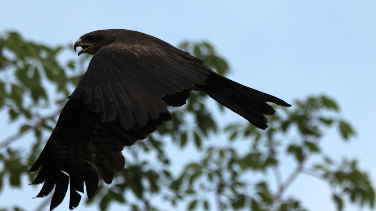 Vor dem Hintergrund des blauen Himmels und von grünen Bäumen fliegt ein großer Greifvogel mit gesenkten braunen Schwingen und geöffnetem Schnabel.