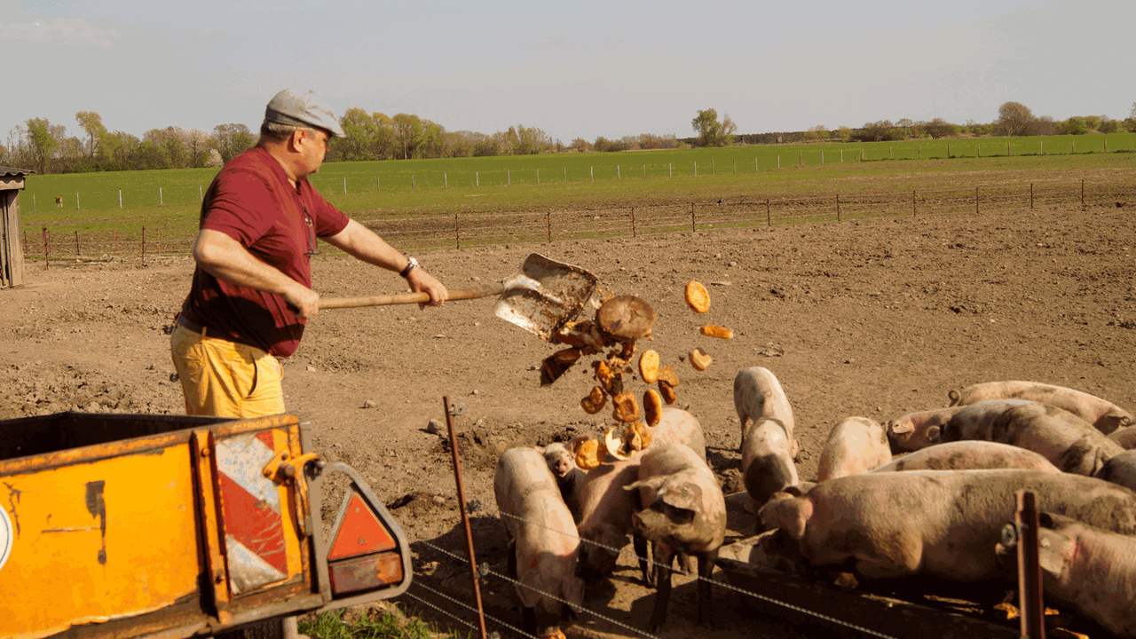 Thorsten Rahlf füttert seine Schweine.