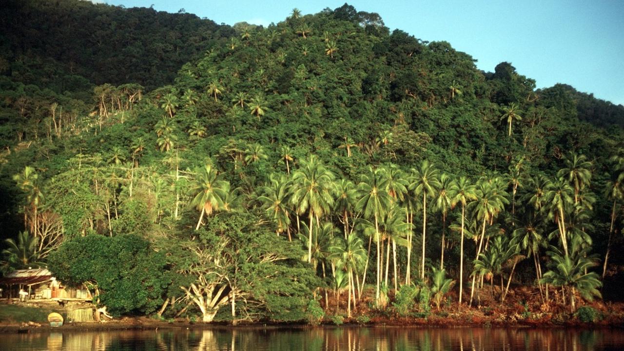 Regenwald in der Milne Bay Province, aufgenommen im Juli 1987.