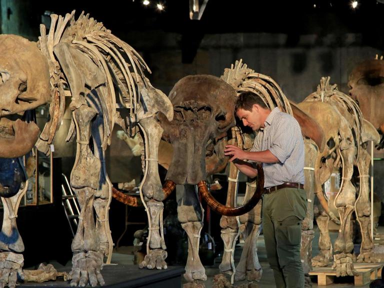 Rupert van der Werff vom Auktionshaus Summers Place Auctions bereitet am 12.09.2017 in Billingshurst (Großbritannien) Skelette einer Mammutfamilie inklusive eines Babymammuts zum Verkauf vor. Die Giganten aus der Eiszeit sollen am 21.11.2017 bei einem «Evolution Sale» versteigert werden. Es wird erwartet, dass sie einen Preis von mindestens 250.000 Pfund erzielen.