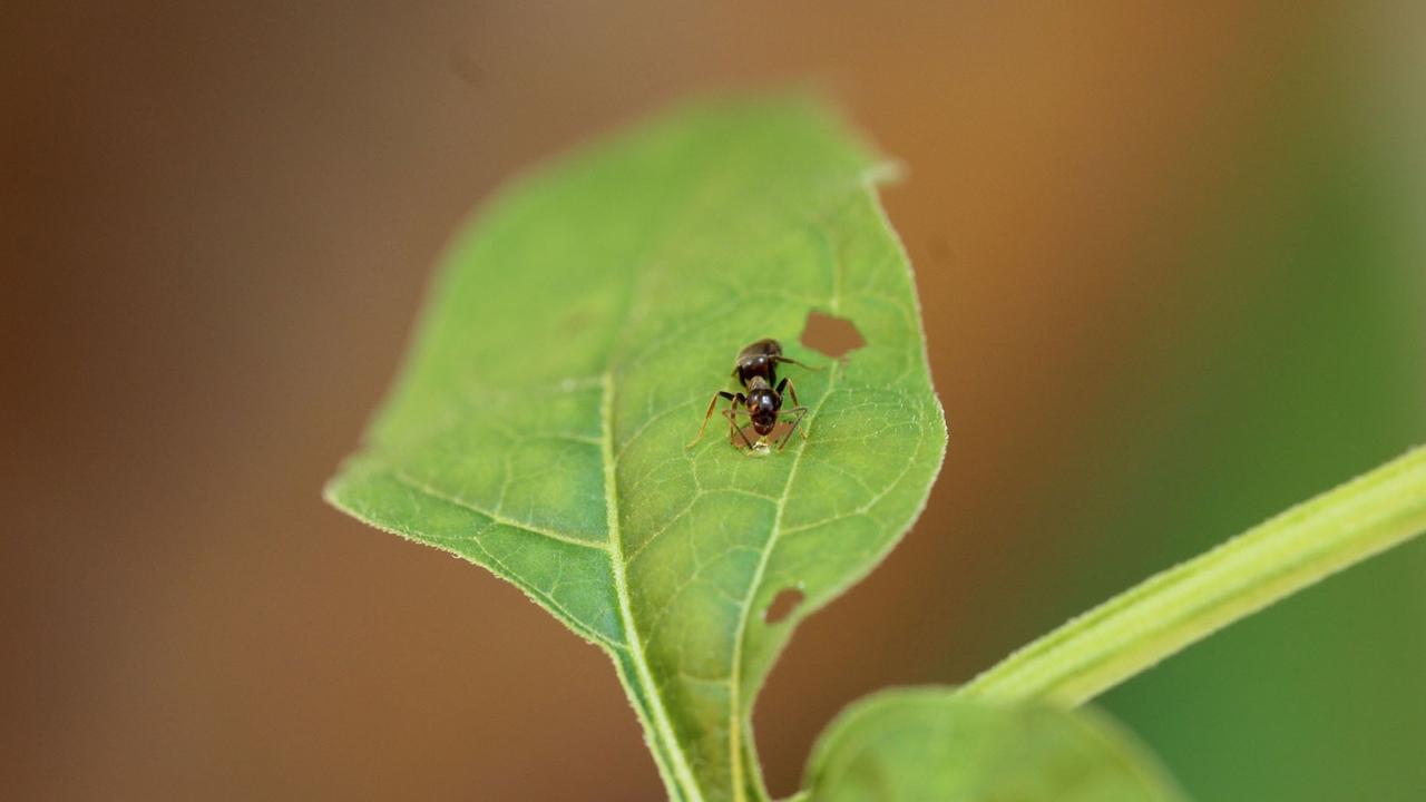 Rote Wegameisen (Myrmica rubra) sammeln den Wundnektar an einem Blatt des Bittersüßen Nachtschattens (Solanum dulcamara)
