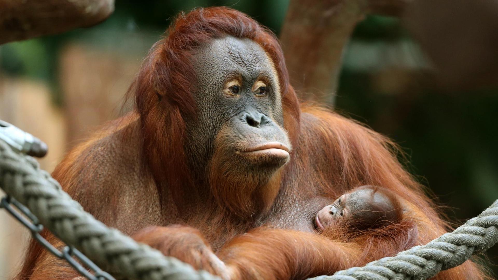 Das erst drei Tage alte und noch namenlose Orang-Utan Baby klammert sich am 07.12.2016 im Zoo in Krefeld (Nordrhein-Westfalen) an seine Mutter Lea.