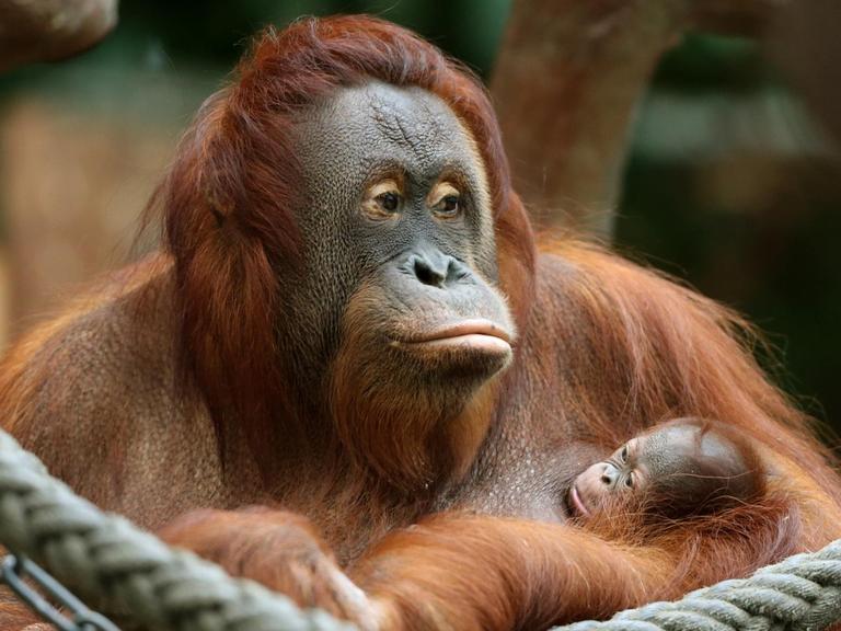 Das erst drei Tage alte und noch namenlose Orang-Utan Baby klammert sich am 07.12.2016 im Zoo in Krefeld (Nordrhein-Westfalen) an seine Mutter Lea.