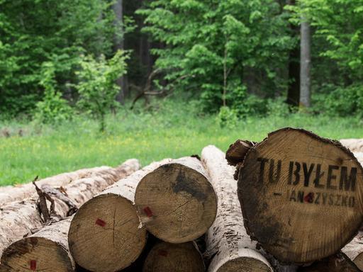 Gefällte Baumstämme im polnischen Urwald Bialowieza