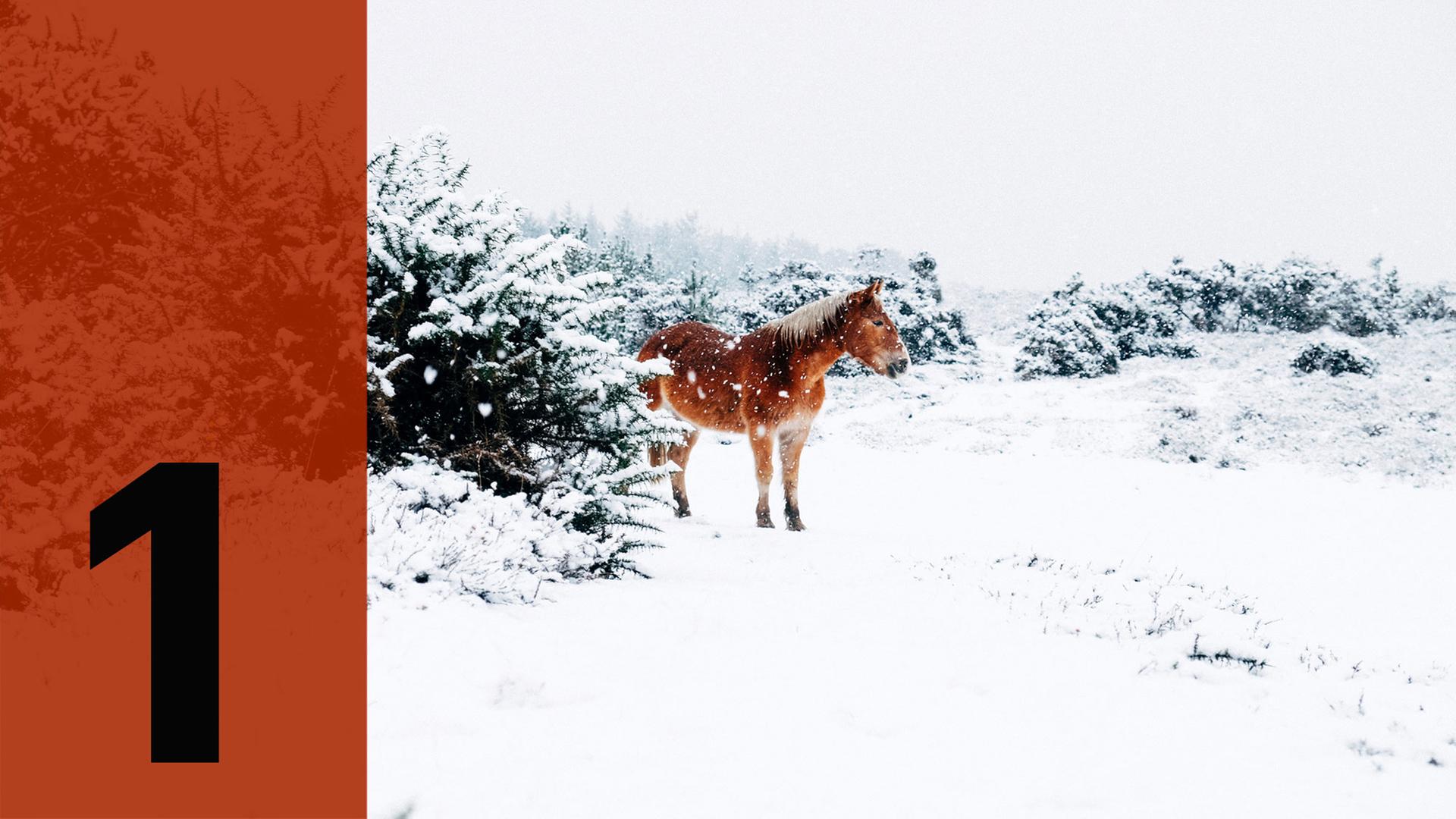 Ein Pferd im Schnee, davor die Ziffer Eins. Ein Pferd im Schnee, davor die Ziffer Eins.