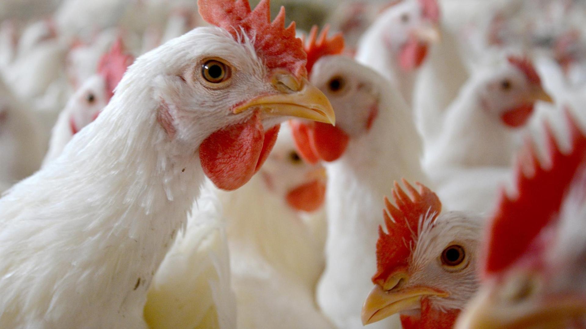 Gerade bei Masthühnern und Puten sank die Antibiotikaabgabe kaum