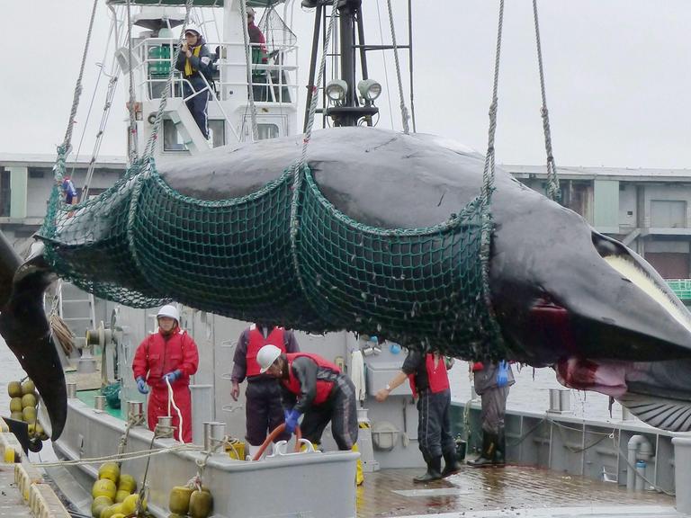 Ein toter Minkwal wird mit Hilfe eines Krans von einem Walfang-Schiff heruntergeholt.