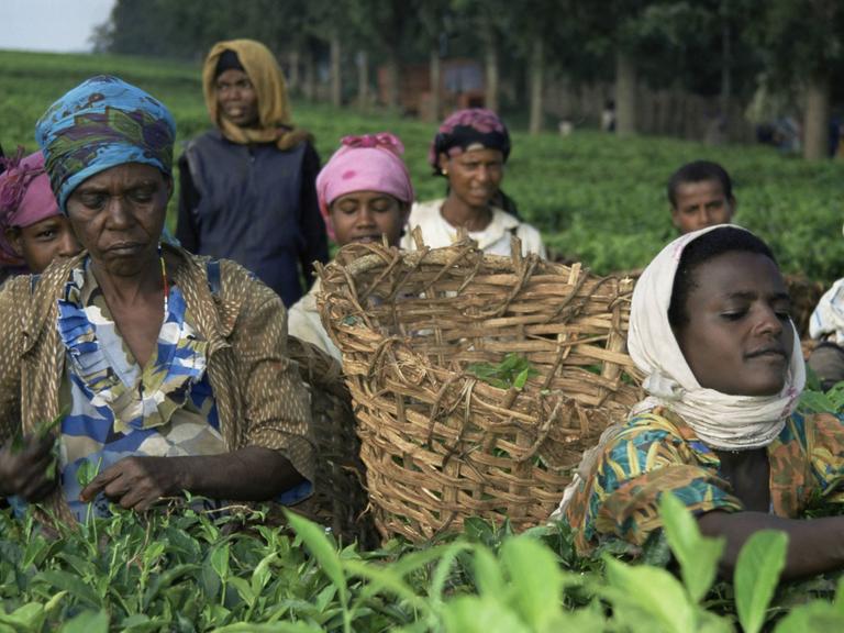 Eine Teeplantage in Bonga, Äthiopien, Afrika. Frauen pflücken den Tee und werfen die Blätter in einen geflochtenen Korb, der auf dem Rücken einer jungen Frau mit weißem Kopftuch ist.