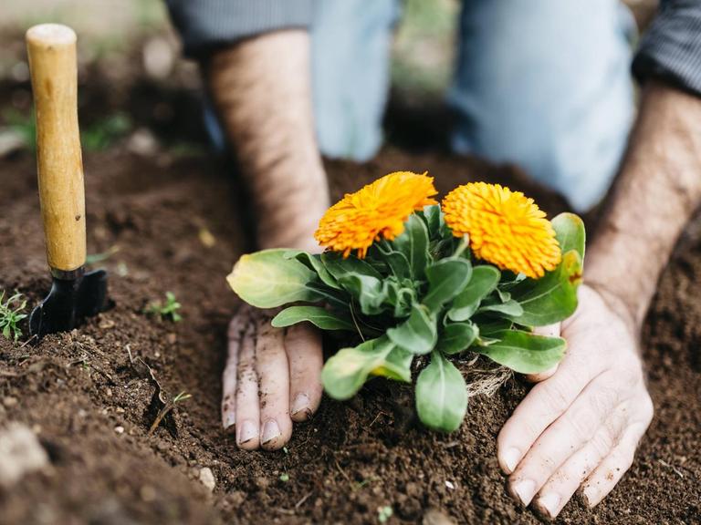 Ein Mann pflanzt eine Blume in einem Garten