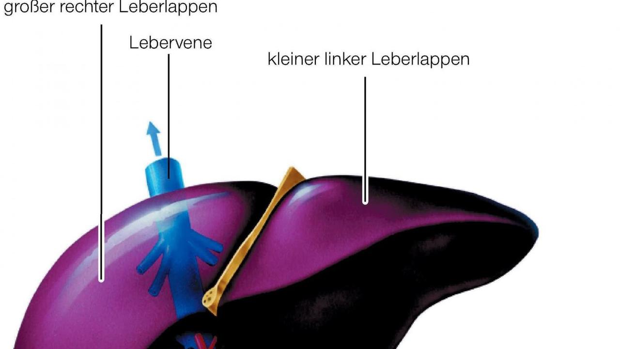 Die Grafik zeigt die Lage und den Aufbau von Leber, Gallenblase und Bauchspeicheldrüse. | Verwendung weltweit