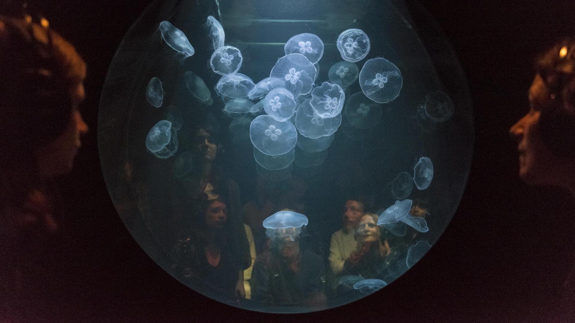 Besucher schauen sich ''win > < win" an, vom Künstler Kollektiv "Rimini Protokoll", ein Tank gefüllt mit Quallen. In der derzeitigen Ausstellung ''Eco-Visionaries'' in der Royal Academy of Arts in London.