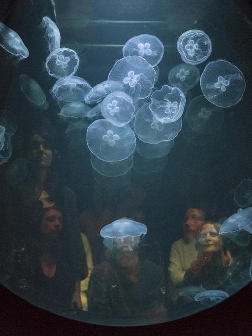 Besucher schauen sich ''win > < win" an, vom Künstler Kollektiv "Rimini Protokoll", ein Tank gefüllt mit Quallen. In der derzeitigen Ausstellung ''Eco-Visionaries'' in der Royal Academy of Arts in London.