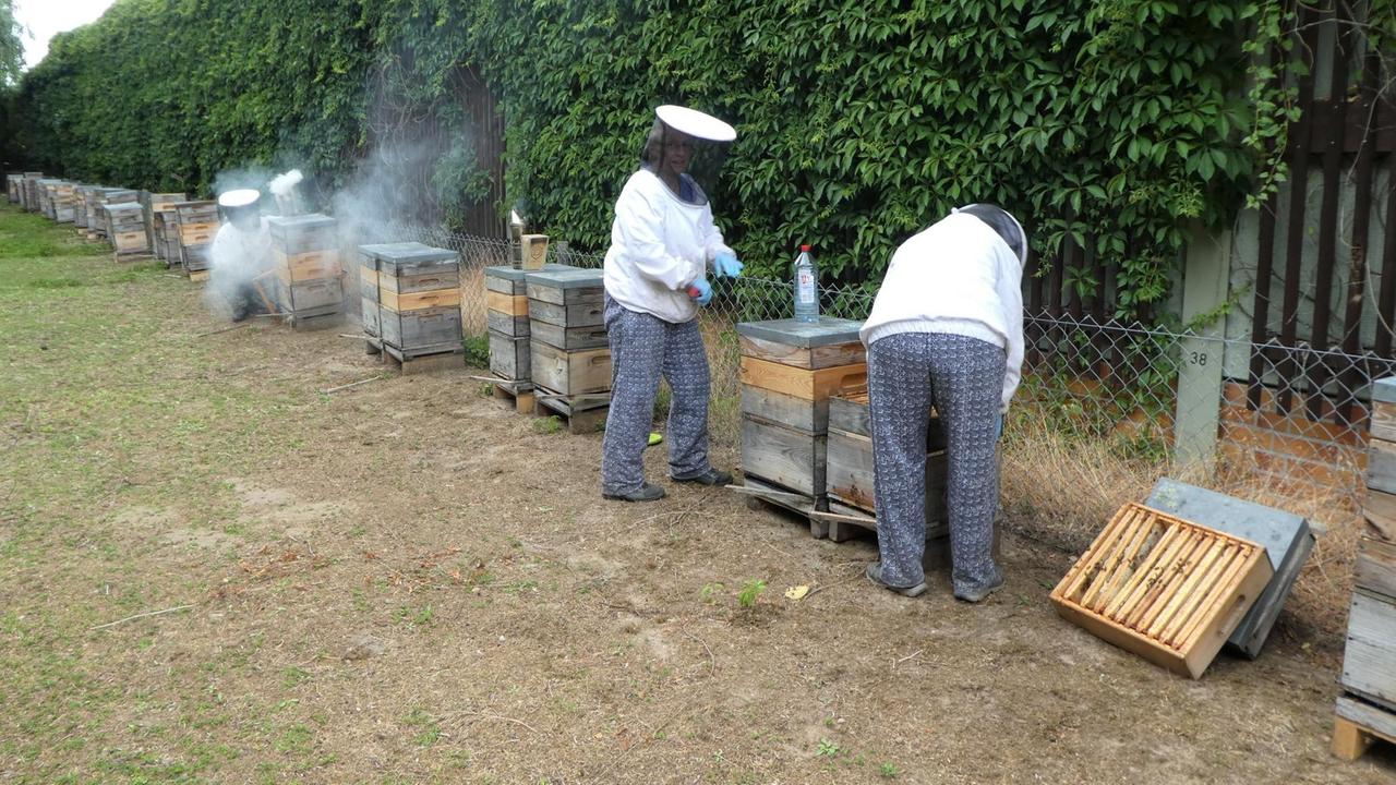 Zwei Imker vor einer langen Reihe von Bienenstöcken auf einem freien Feld