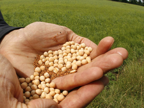 Leindotter und Erbsensämlinge: Ein Projekt der ökologischen Landwirtschaft mit heimischem Saatgut