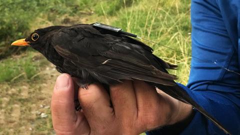 Eine Amsel trägt einen der neuen, unter 5 g schweren ICARUS-Sender, die zukünftig über die ISS wertvolle Daten der Tiere in ihrer Umwelt an die Wissenschaftler übertragen.