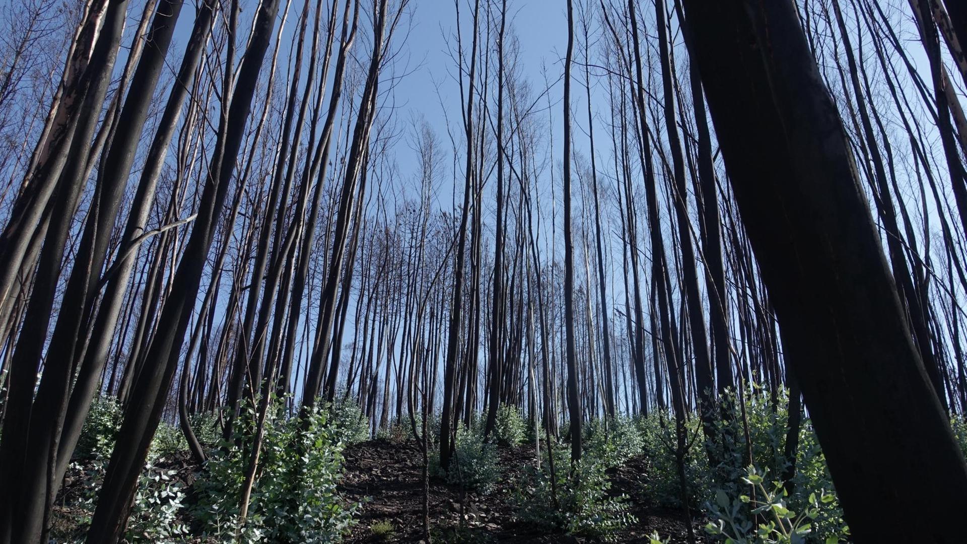 Verkohlte Bäume in einem Wald in der Region Pedrógão Grande.