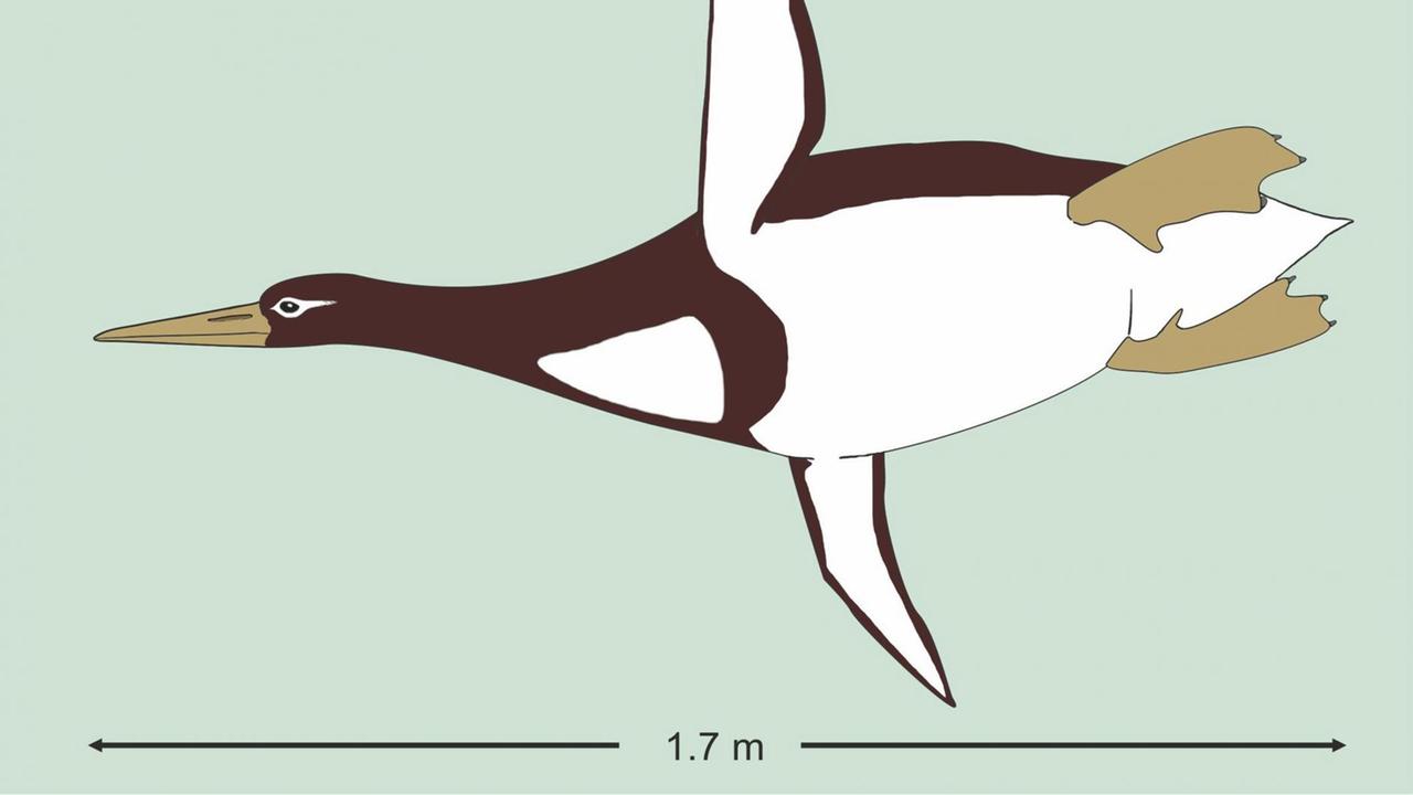 Skizze des Riesenpinguins mit Größenvergleich