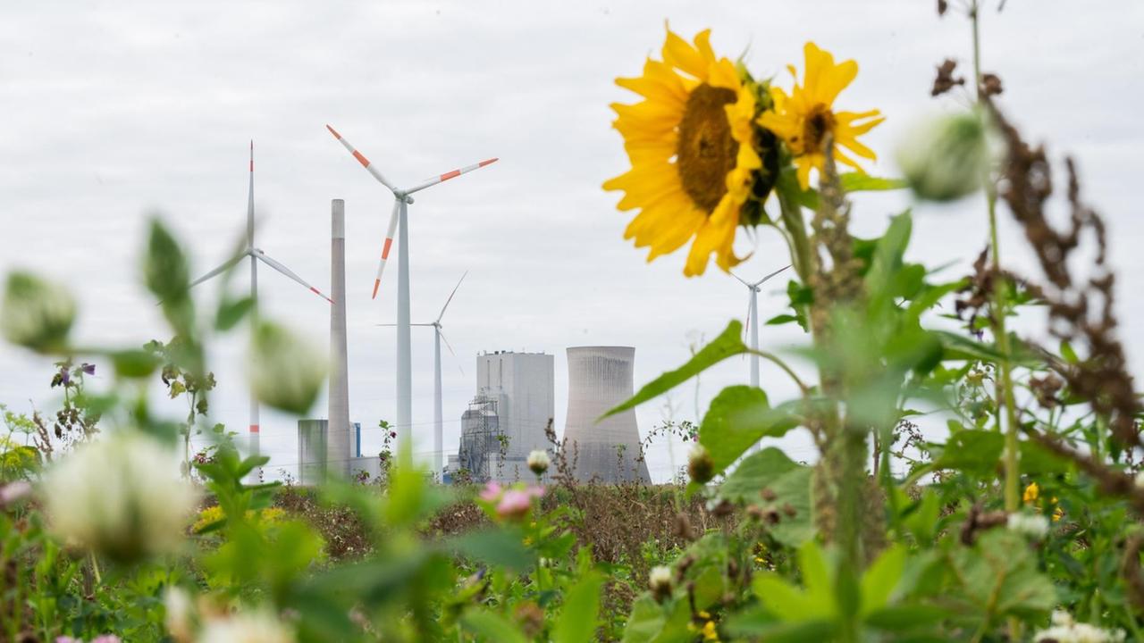 Sonnenblumen blühen im Landkreis Peine. Im Hintergrund sind Windkrafträder und das Kohlekraftwerk Mehrum zu sehen.