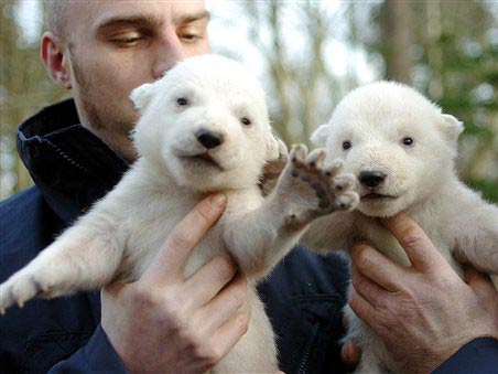 Zwei sieben Wochen alte Eisbärenmädchen werden am 26. Jan. 2005 im Rostocker Zoo von ihren Pflegern zum Wiegen gebracht Zwei sieben Wochen alte Eisbärenmädchen werden am 26. Jan. 2005 im Rostocker Zoo von ihren Pflegern zum Wiegen gebracht