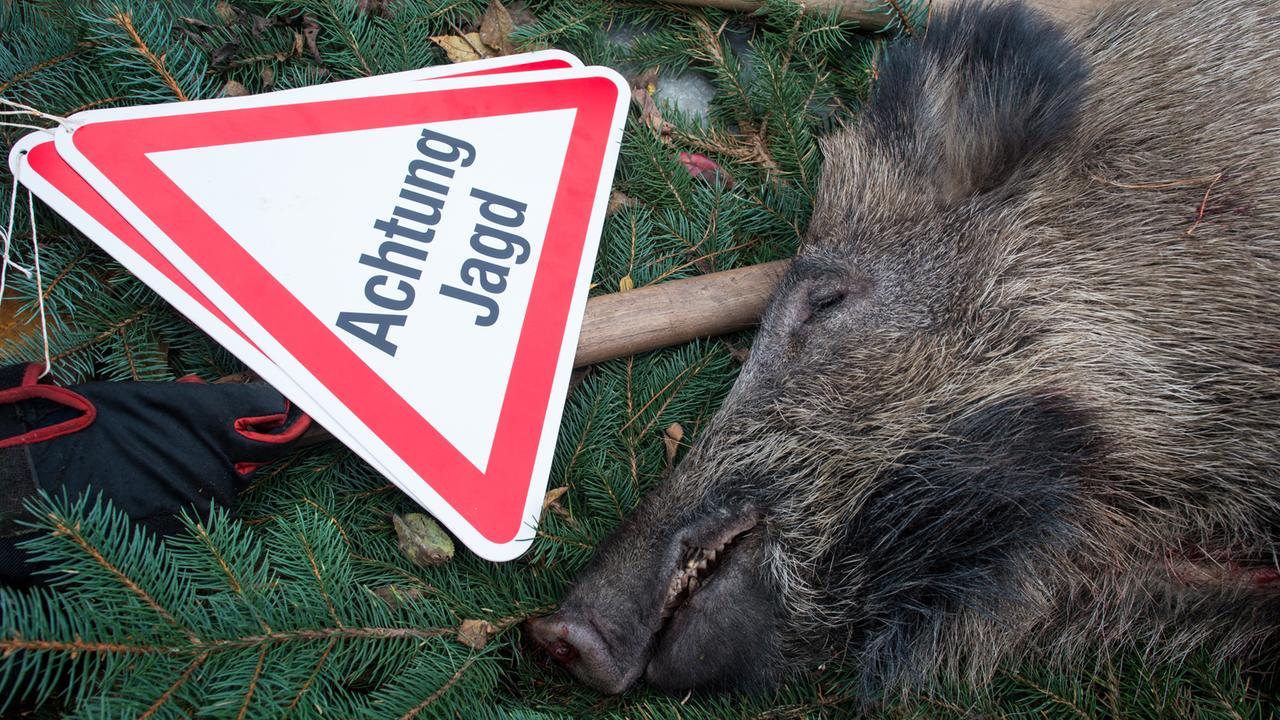 Ein erlegtes Wildschwein liegt am 15. November 2014 in Sieversdorf im Landkreis Oder-Spree (Brandenburg).