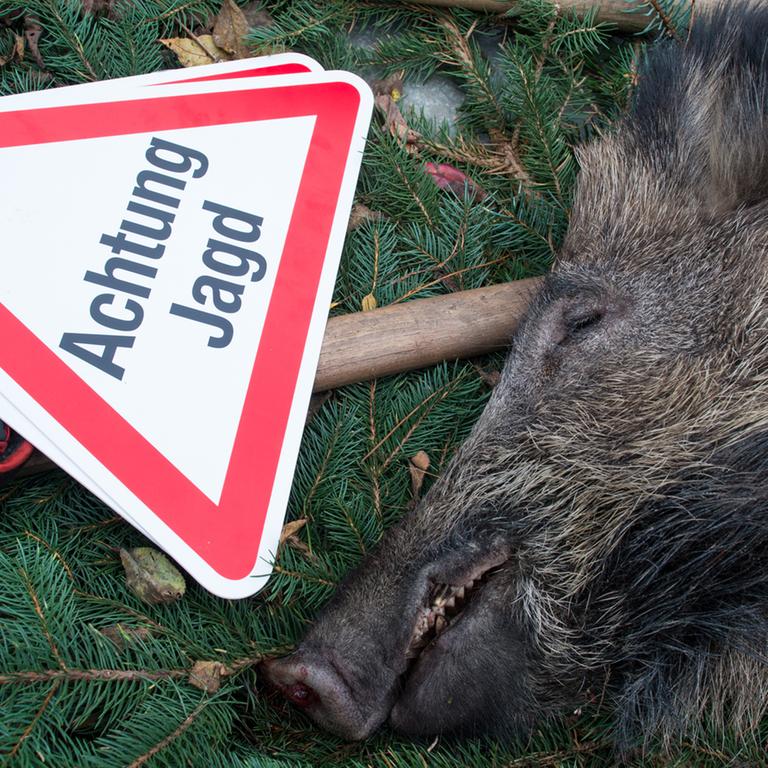 Ein erlegtes Wildschwein liegt am 15. November 2014 in Sieversdorf im Landkreis Oder-Spree (Brandenburg).