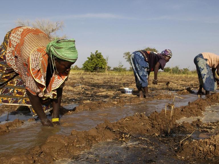 Frauen legen einen Graben an und bewässern auf deise Art und Weise ein Feld bei Kongussi (Burkina Faso, undatierte Aufnahme).
