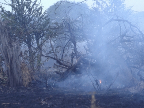 Einen Savannenbrand überstehen die Bäume in der Regel weitgehend schadlos. Einen Savannenbrand überstehen die Bäume in der Regel weitgehend schadlos.